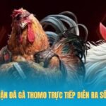 Đá gà Thomo trực tiếp