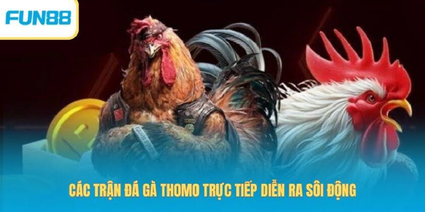 Đá gà Thomo trực tiếp